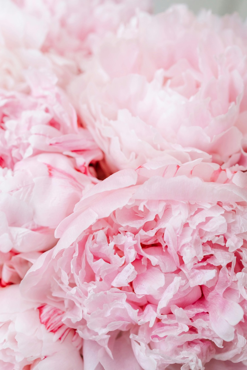 Pink peonies arrangement